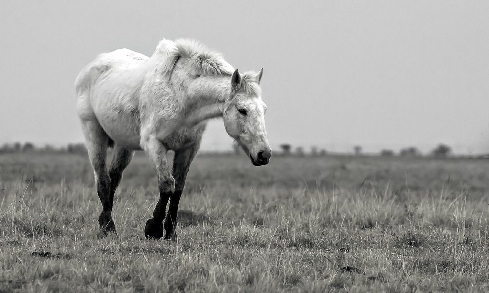 "Caballo blanco" de Edith Polverini