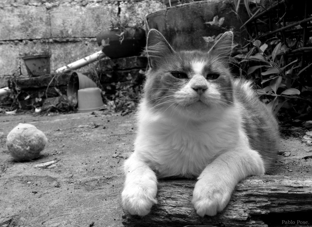 "Descanso pos juego..." de Pablo Pose