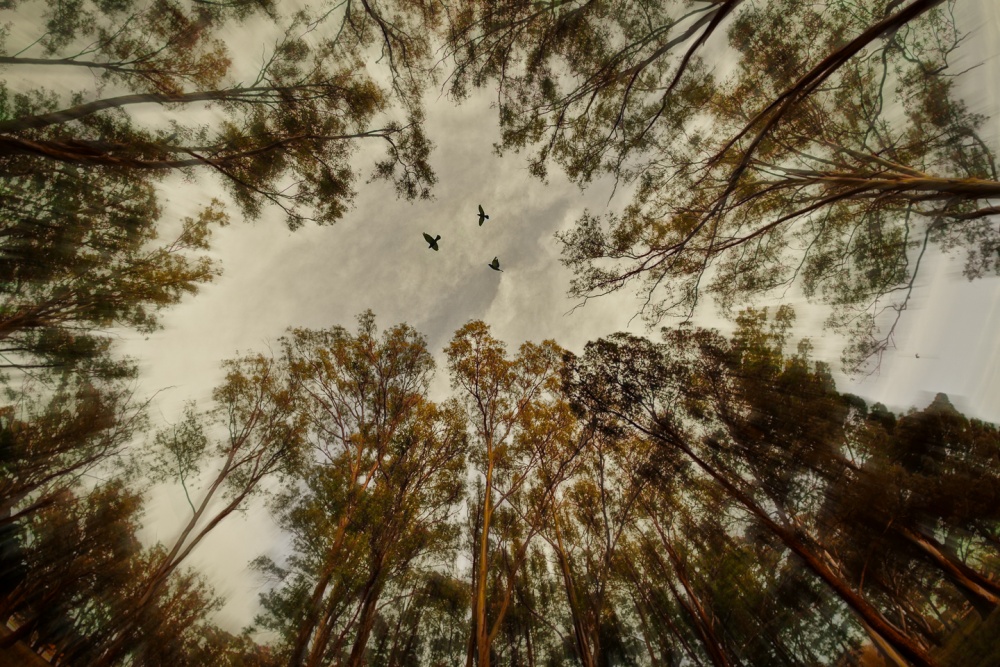 "Al cielo" de Fernando Valdez Vazquez