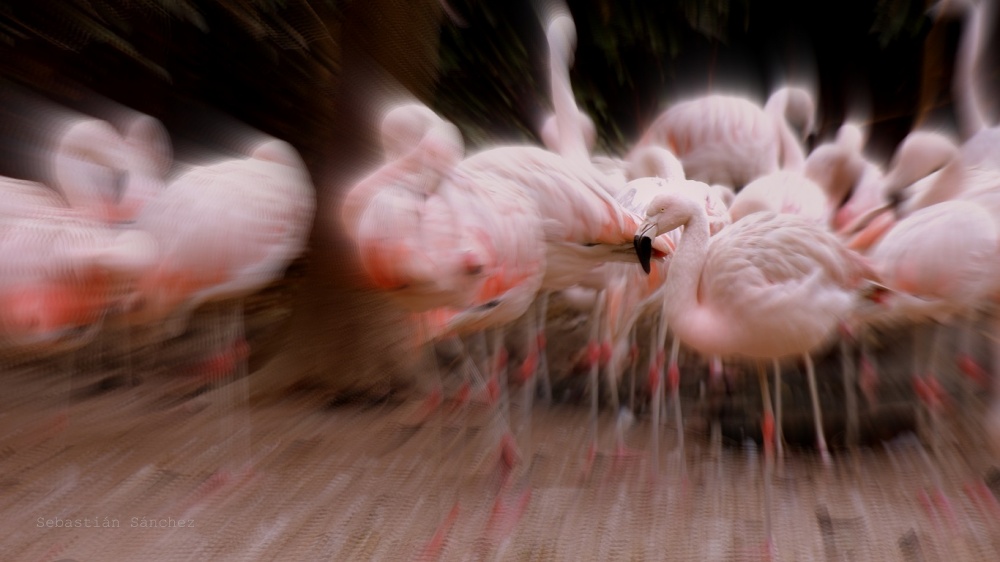 "Flamenco" de Sebastin Snchez