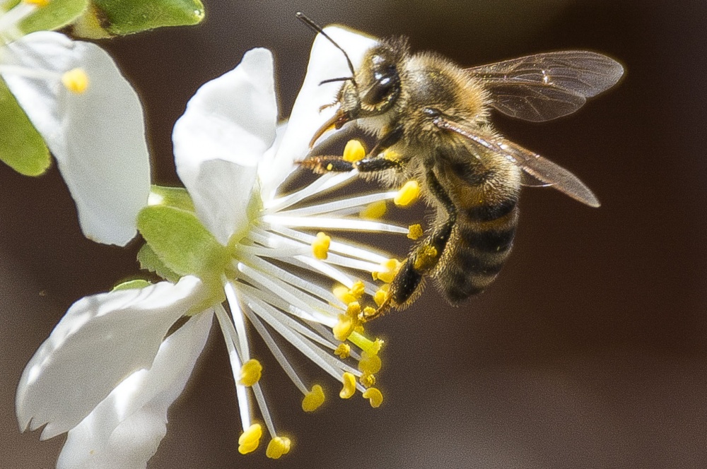 "Abeja en ciruelo en flor." de Andrs Venditti