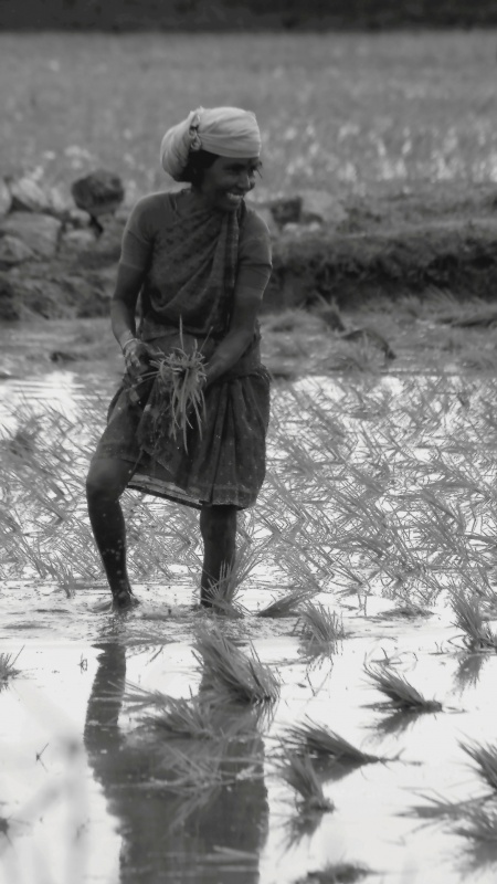 "Plantadora de arroz." de Francisco Luis Azpiroz Costa