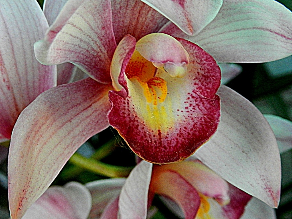 "`Orquidea`" de Ethel Panciroli