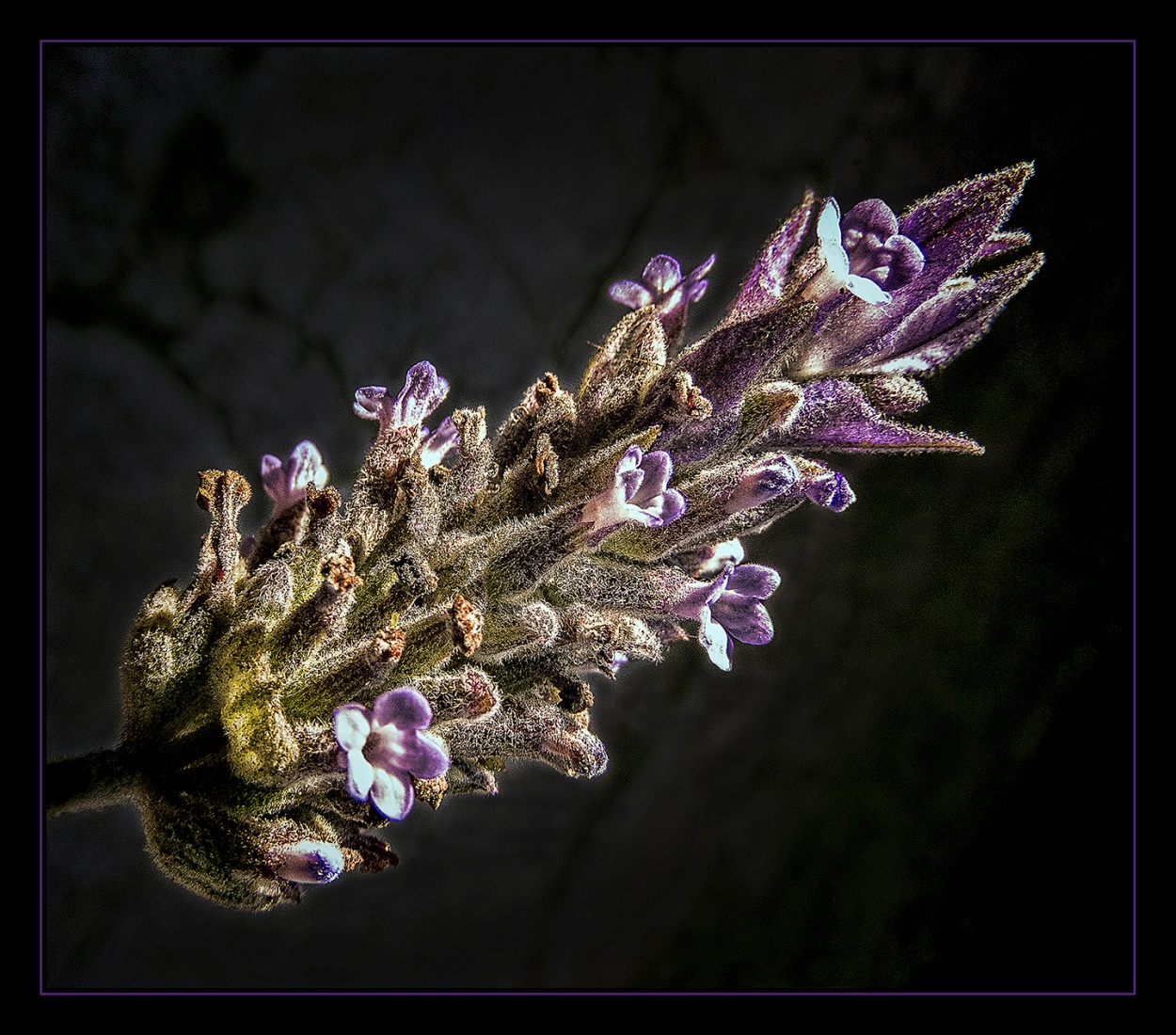 "Lavanda" de Juan Carlos Demasi