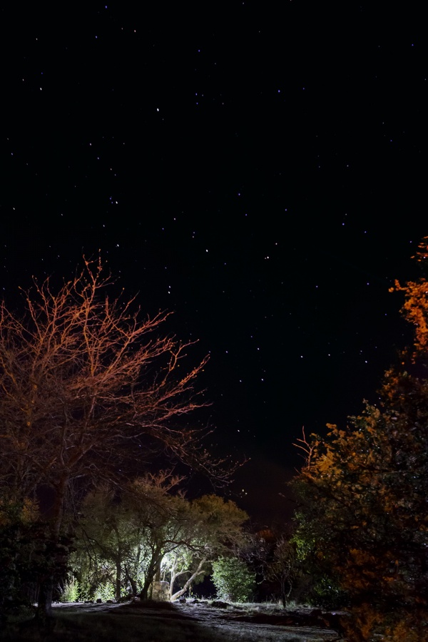 "la noche en el jardin" de Edith Polverini