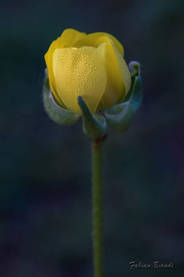 "Solitaria" de Fabian Biondi