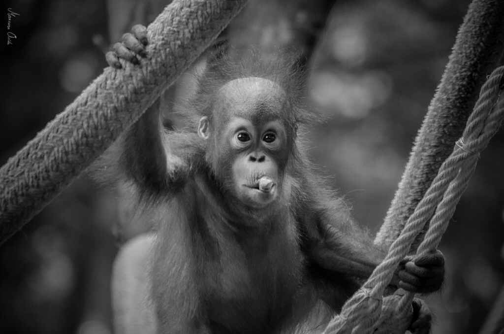 "Pequeo Orangutn..." de Carmen Esteban