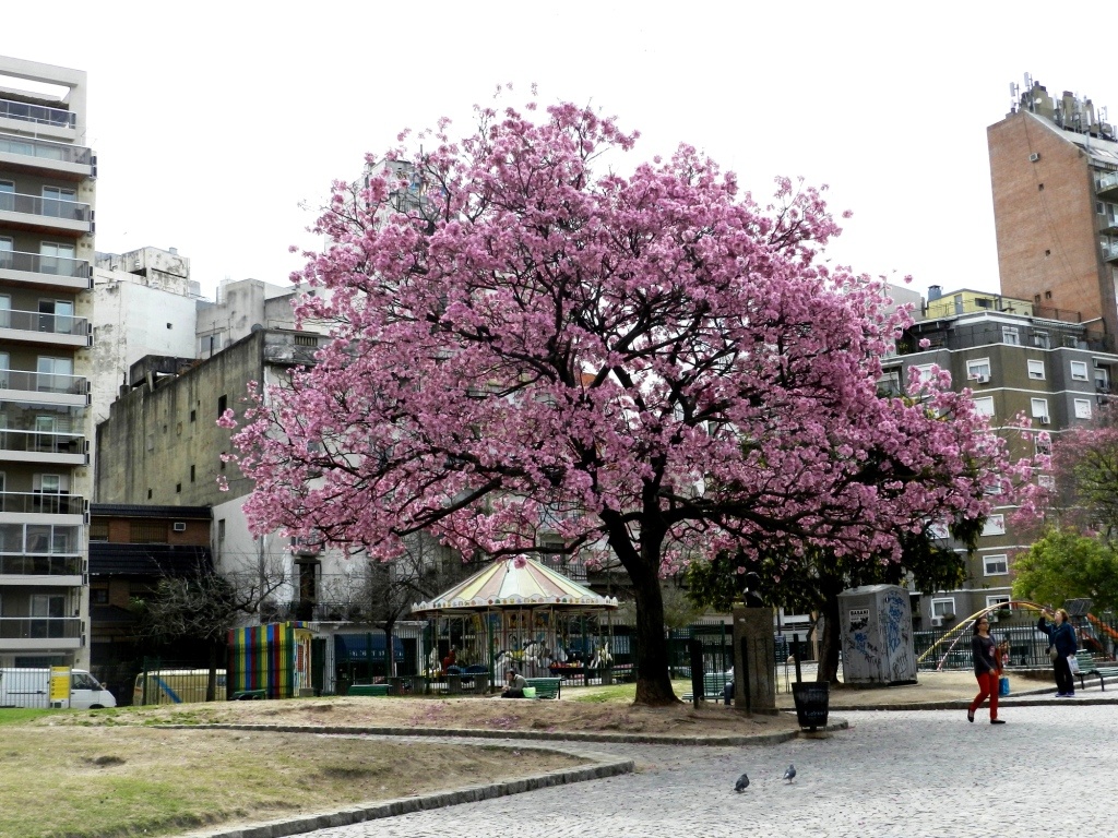 "`La plaza del Lapacho rosado` -3-" de Ethel Panciroli