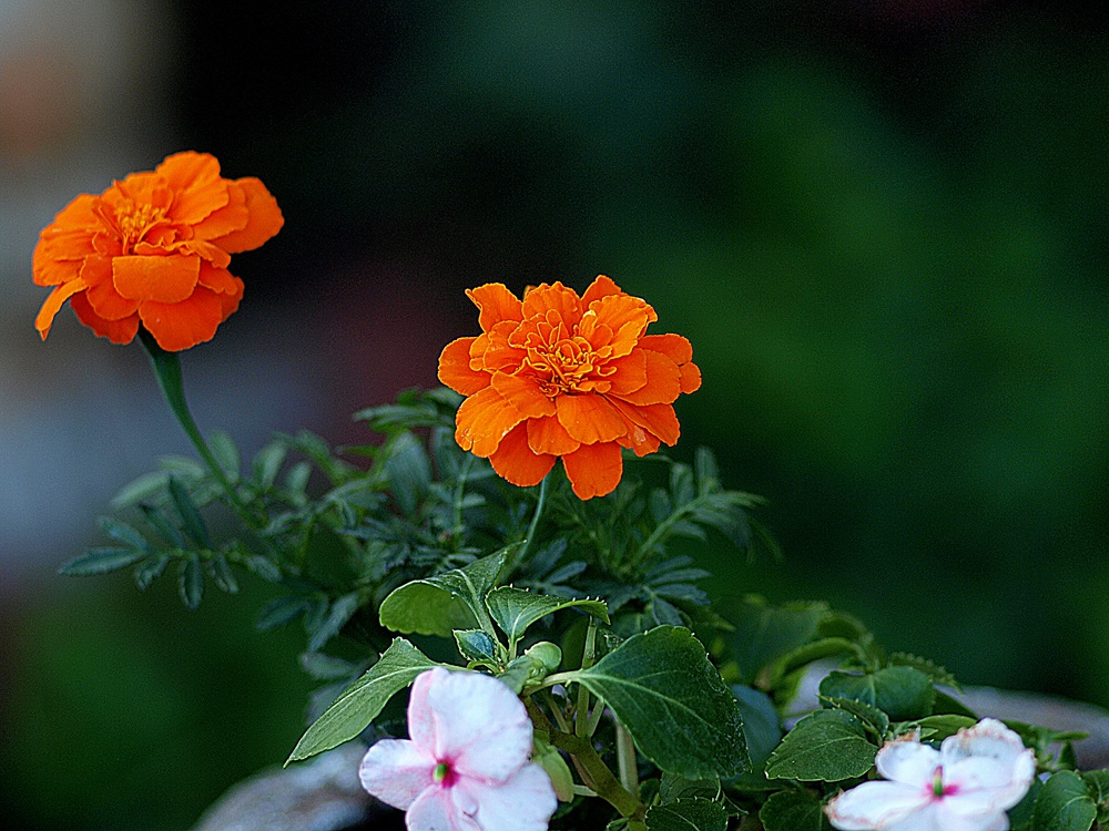 "Simplemente flores" de Roberto Bernabitti