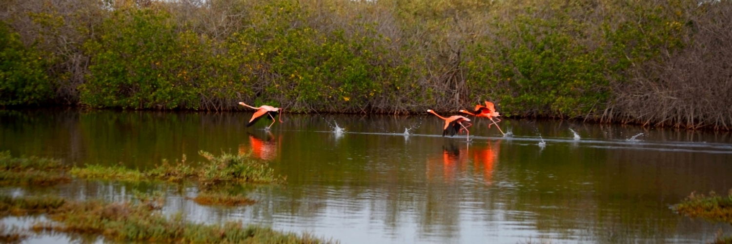 "Take off." de Francisco Luis Azpiroz Costa