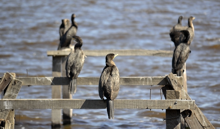 "Aves" de Andres Mancuso