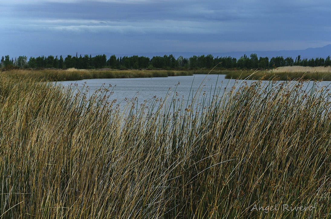 "Laguna de Soria" de Angel Rivero