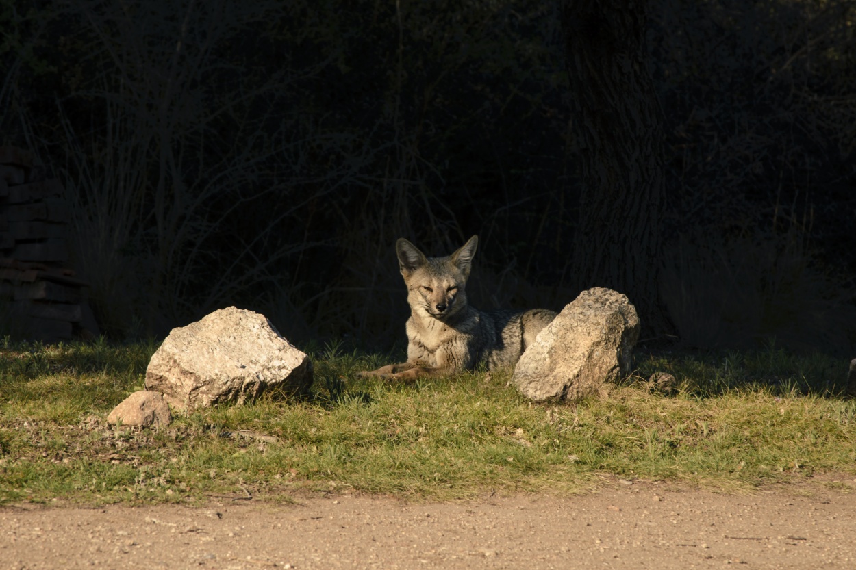 "Zorrito" de Federico Acua