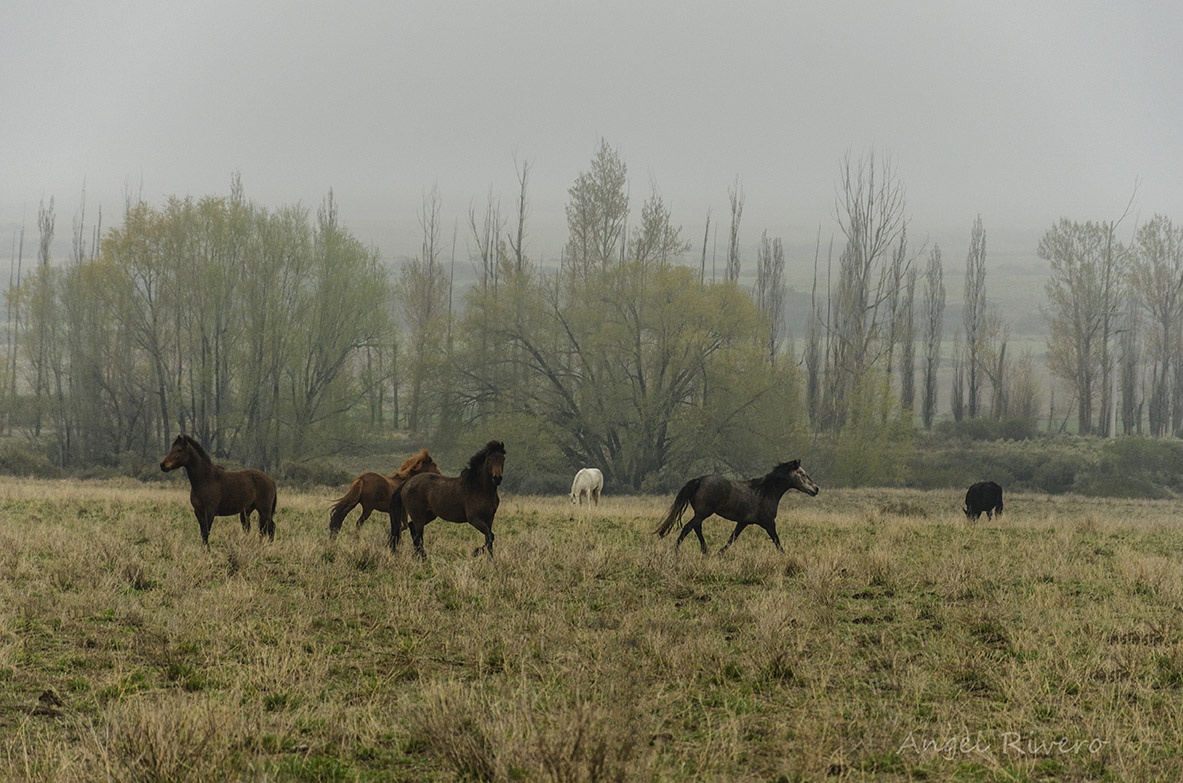 "Caballos salvajes" de Angel Rivero