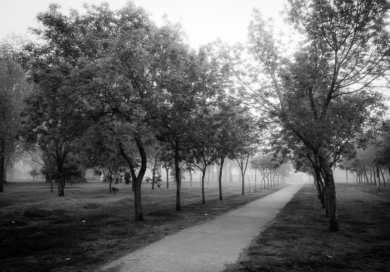 "Niebla de primavera III" de Fernando Valdez Vazquez