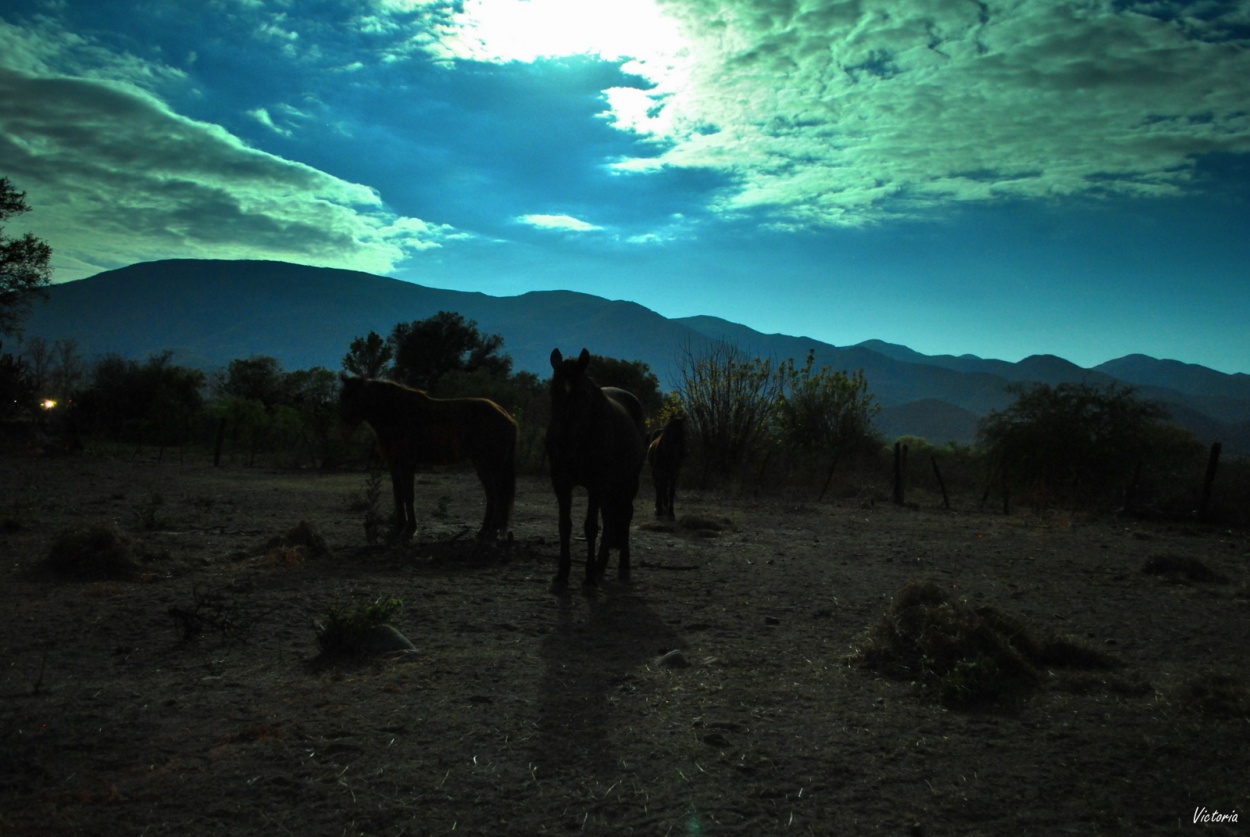 "Caballos en Noche de Luna.." de Victoria Antonella Martinez