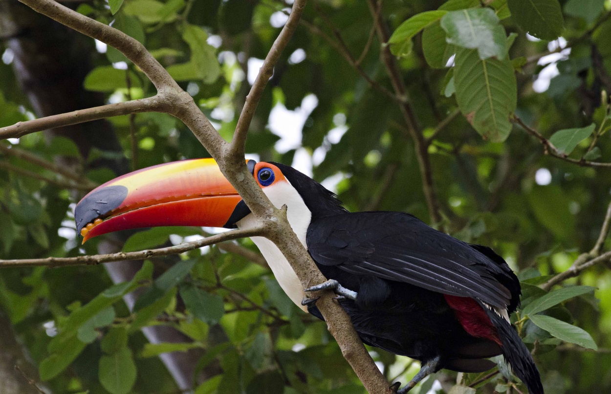 "tucan" de Leonardo Perissinotto