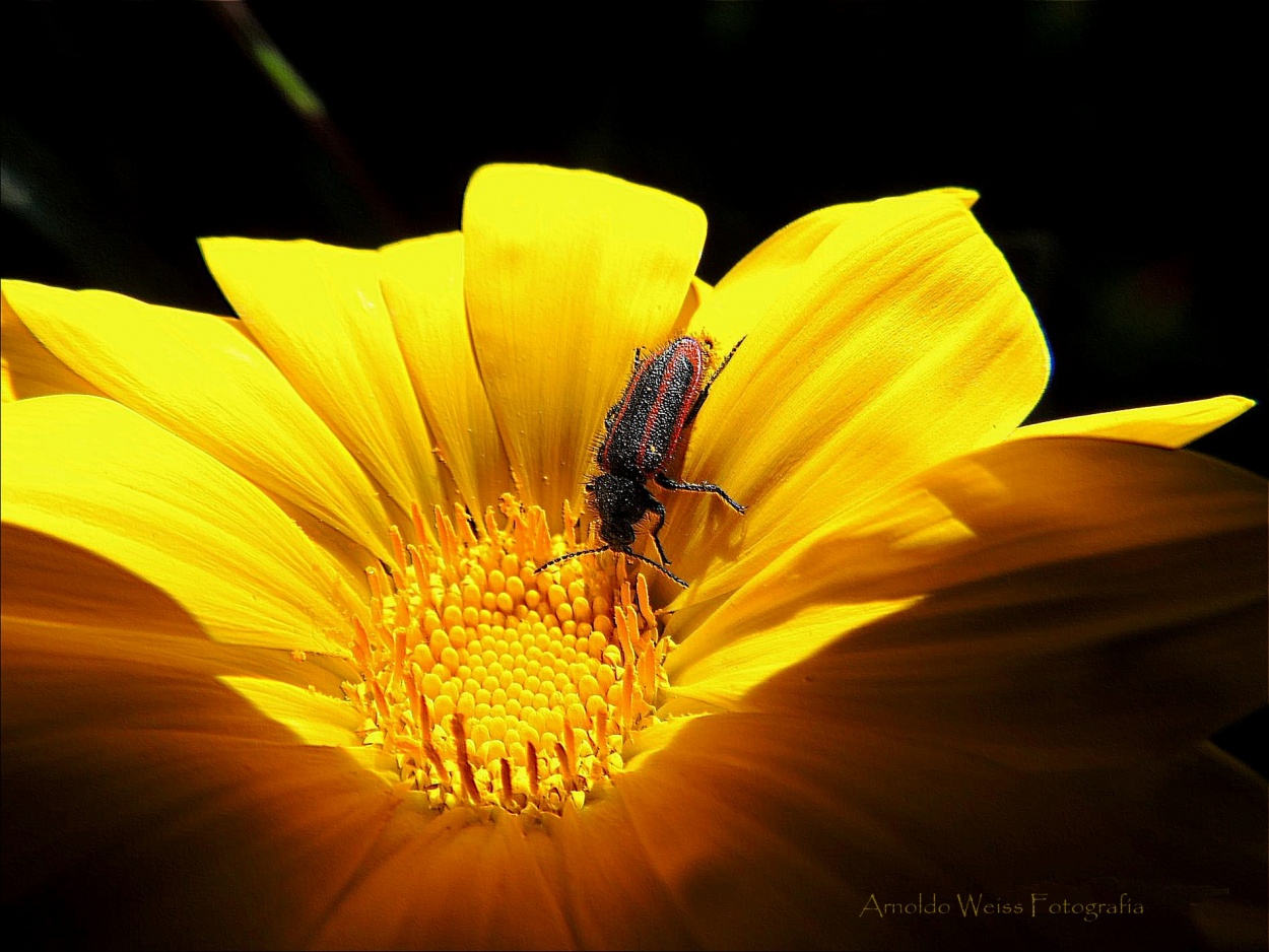 "Placeres de primavera..." de Weiss Arnoldo Raul