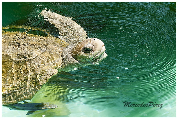 "Tortuga marina" de Mercedes Prez