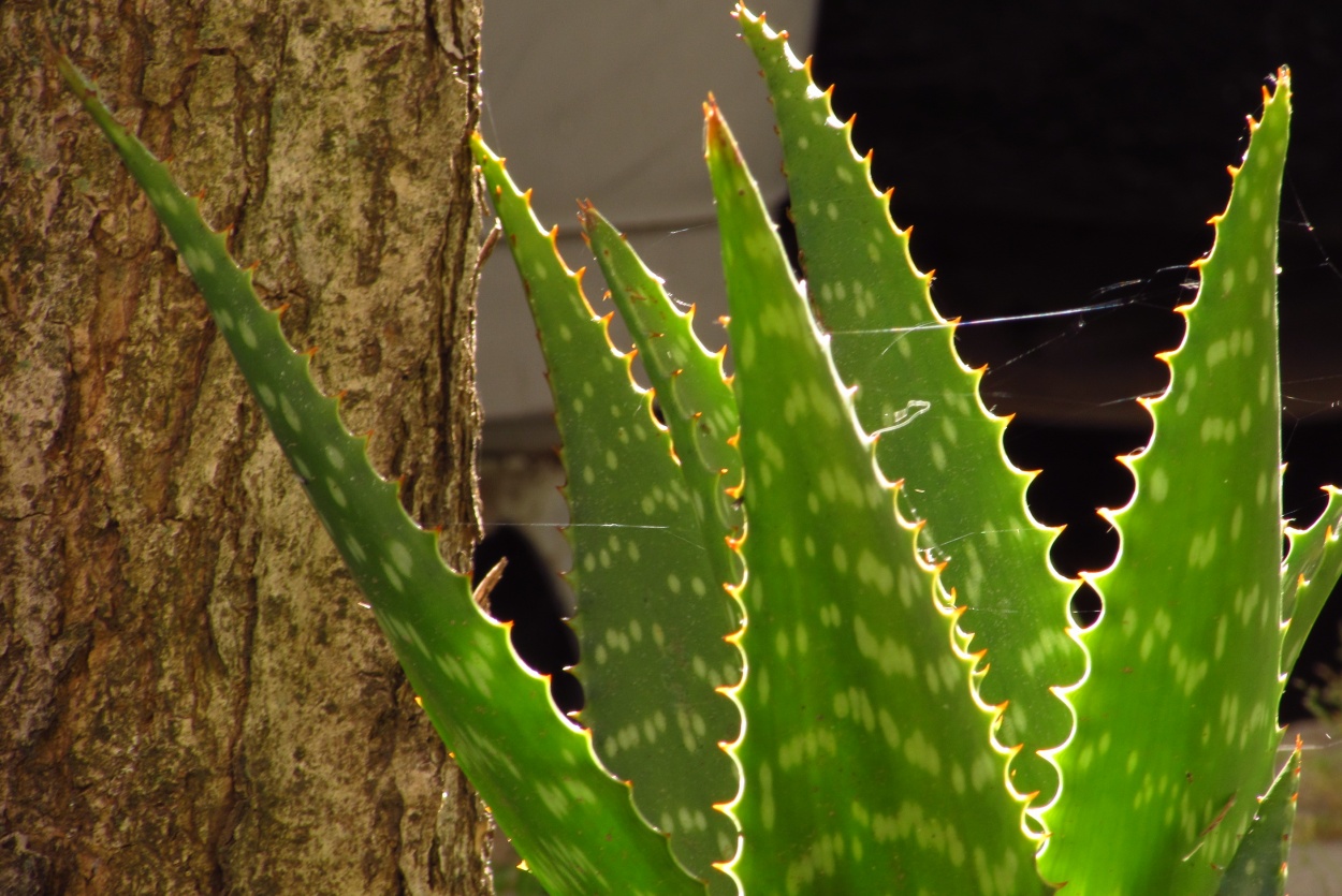 "Aloe" de Norma Navarro