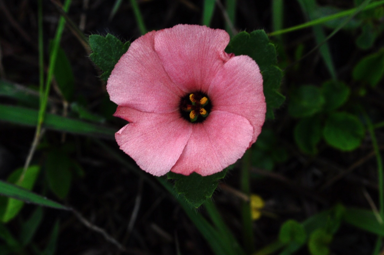 "Flor Silvestre II" de Silvia Emilia Guerra