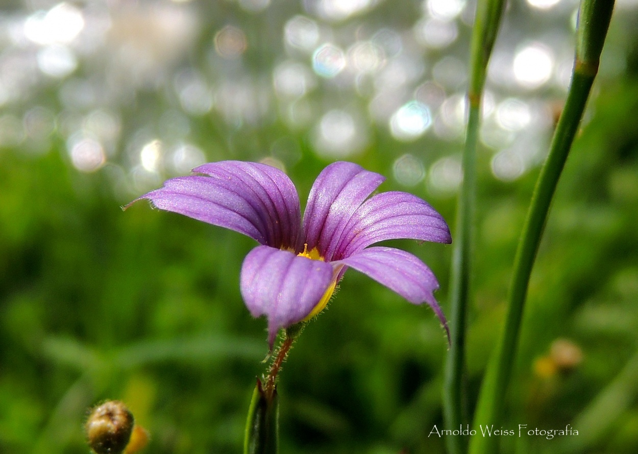 "Bokeh floral." de Weiss Arnoldo Raul