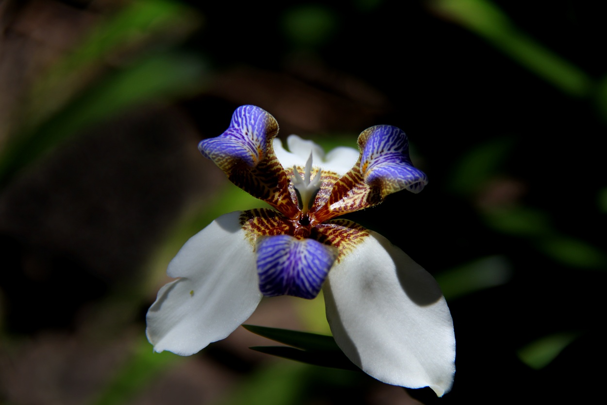 "Iris caminante" de Juan Carlos Barilari