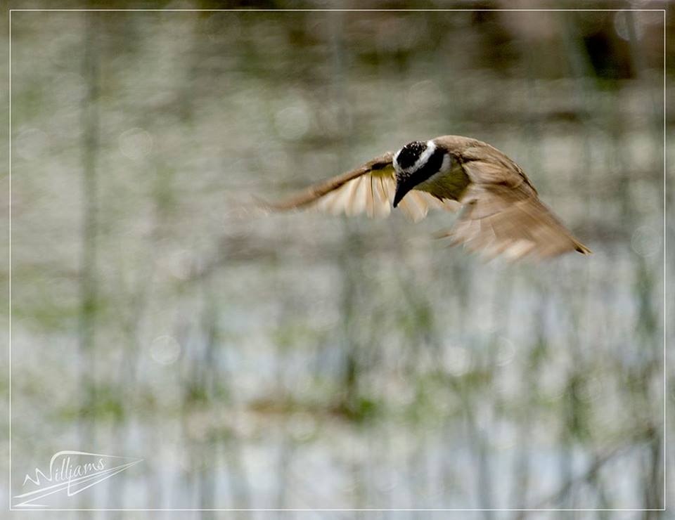 "Cazando" de Williams Daniel Nuez