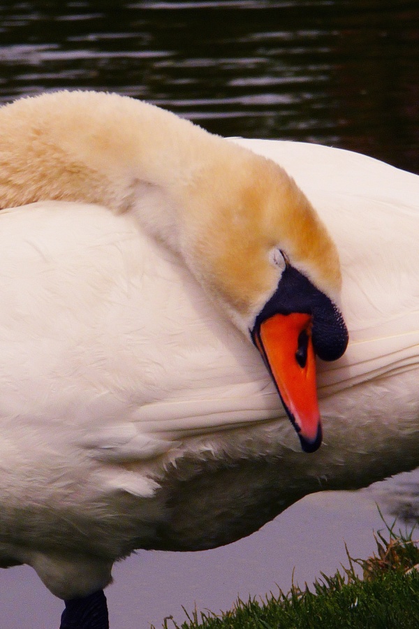 "Cisne" de Kile Zabala