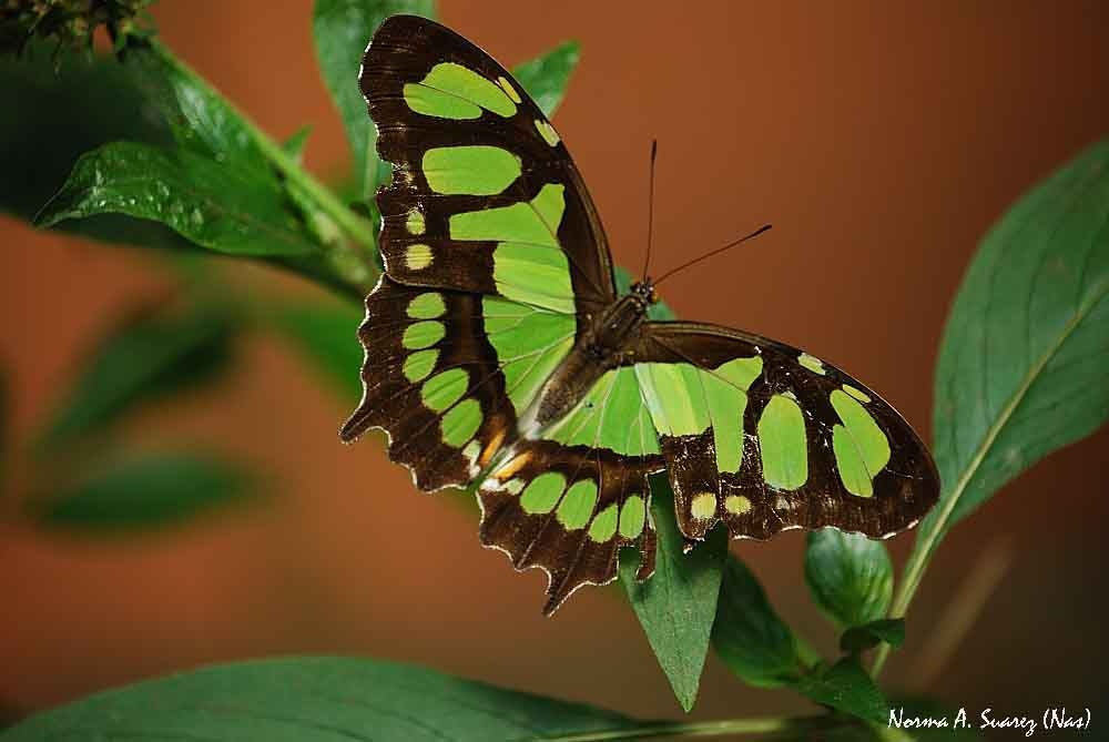 "verde esperanza en Iguazu" de Norma Suarez