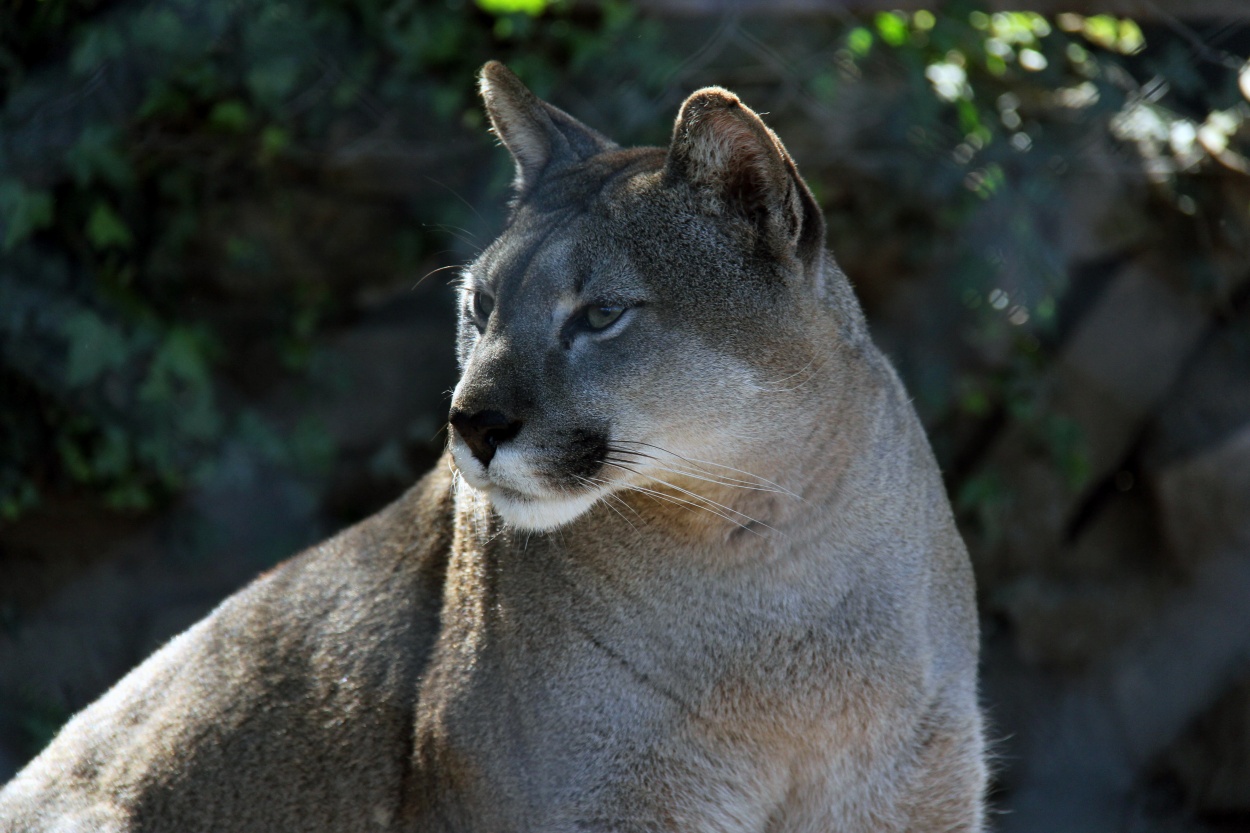 "Puma" de Juan Carlos Barilari