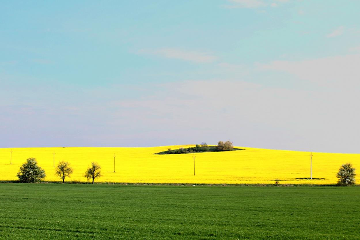 "bandera natural" de Guillermo Covelli