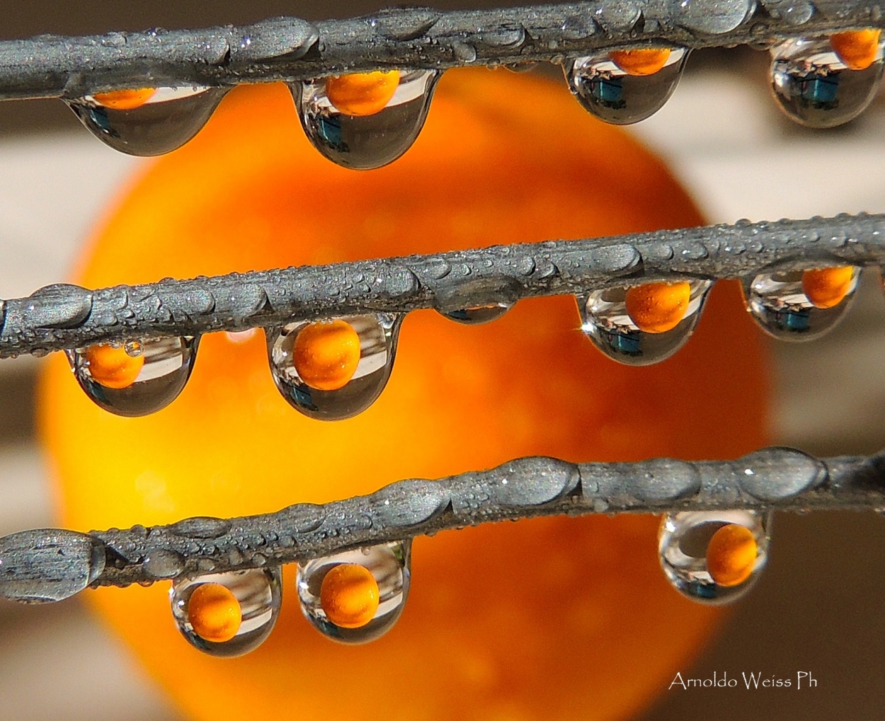 "Naranjas..." de Weiss Arnoldo Raul