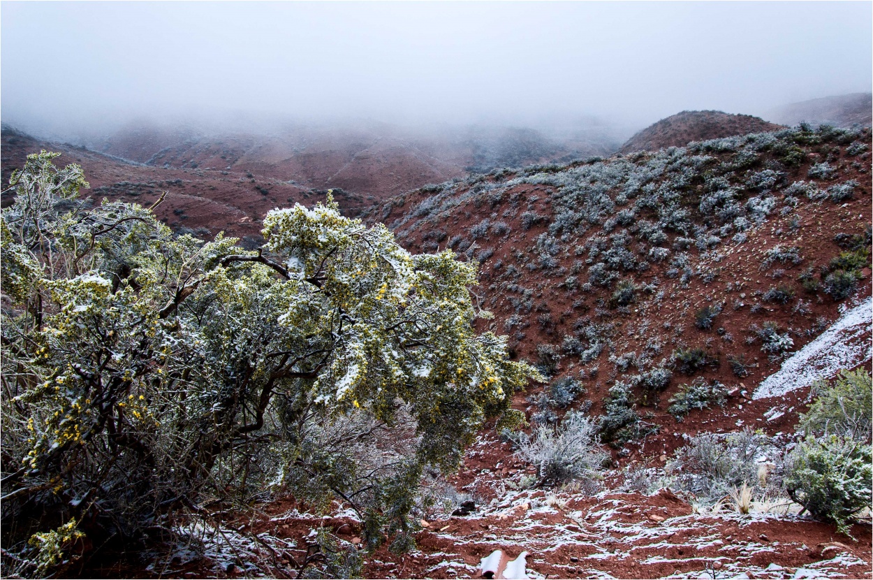 "Nevada" de Javier Adam