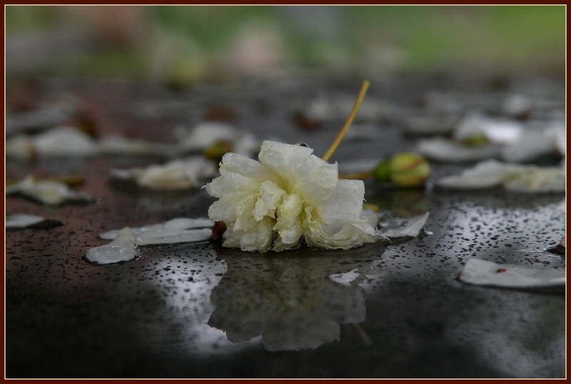 "la lluvia" de Lidia Gonzalez