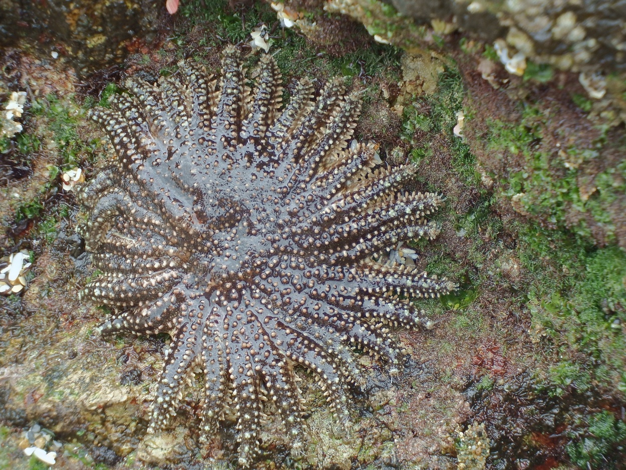 "La estrella de los Mares" de Humberto Freire