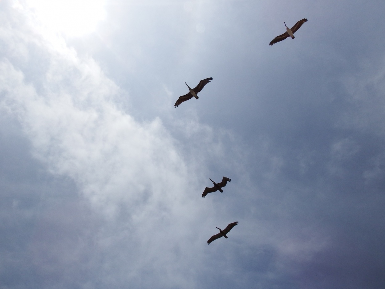 "Te vi cruzando el cielo" de Humberto Freire