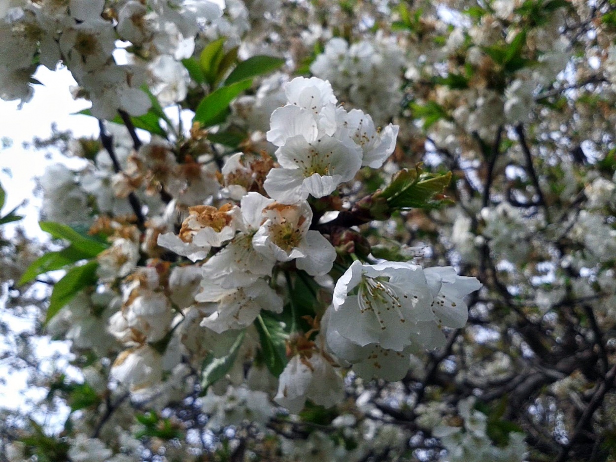 "Almendro florecido." de Mnica Lilia Fernndez