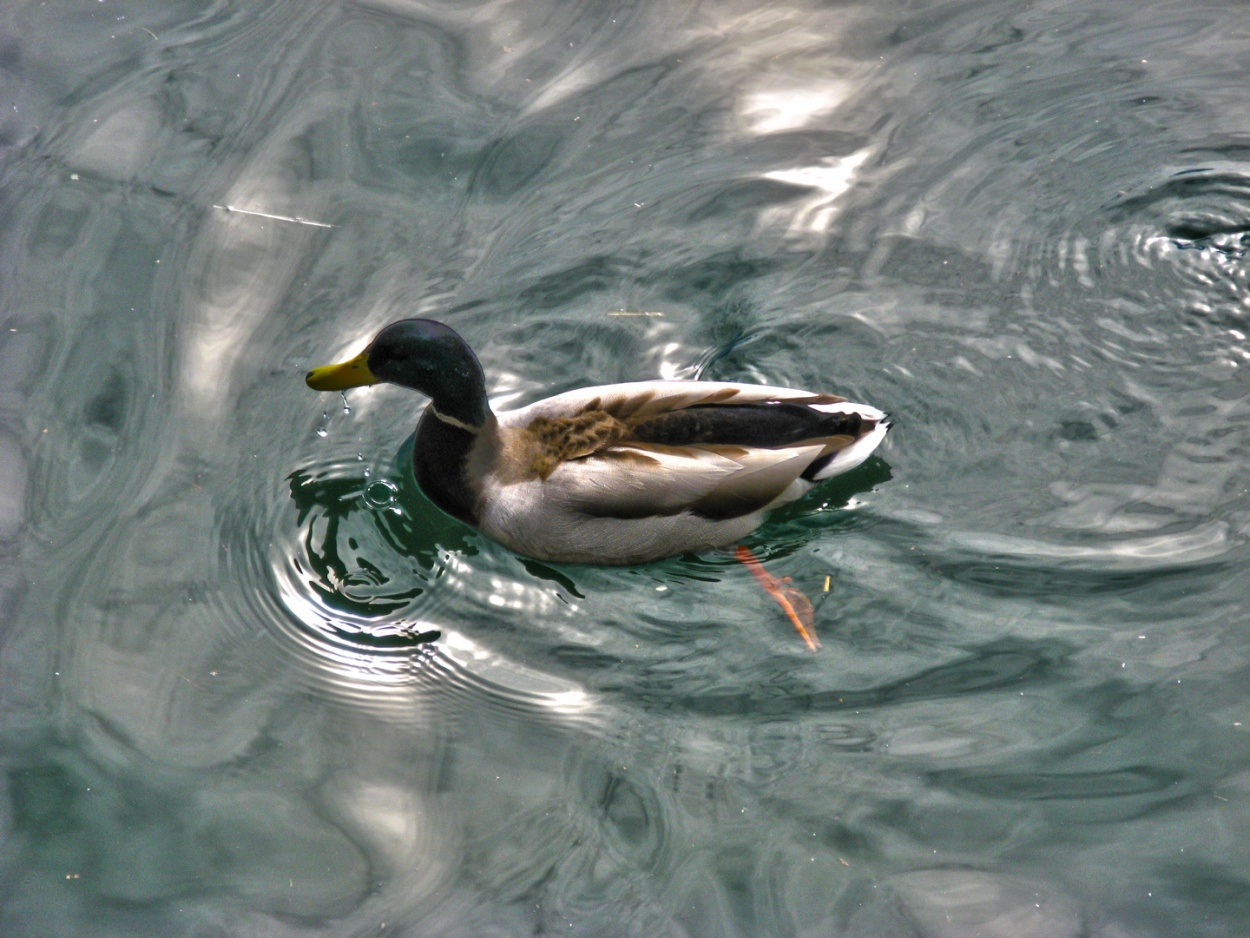 "Como pato en el agua" de Carlos D. Cristina Miguel