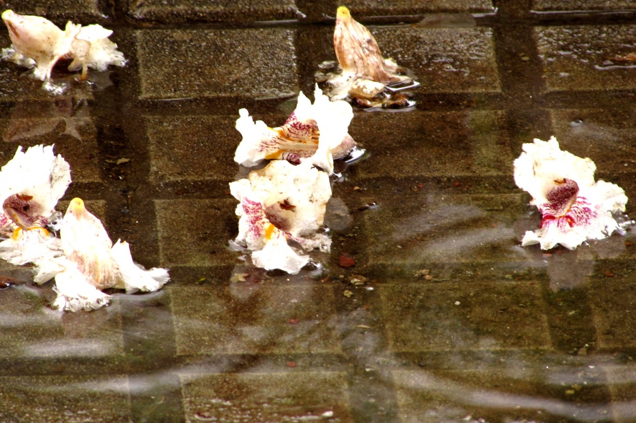 "LLuvia de flores" de Norma Navarro