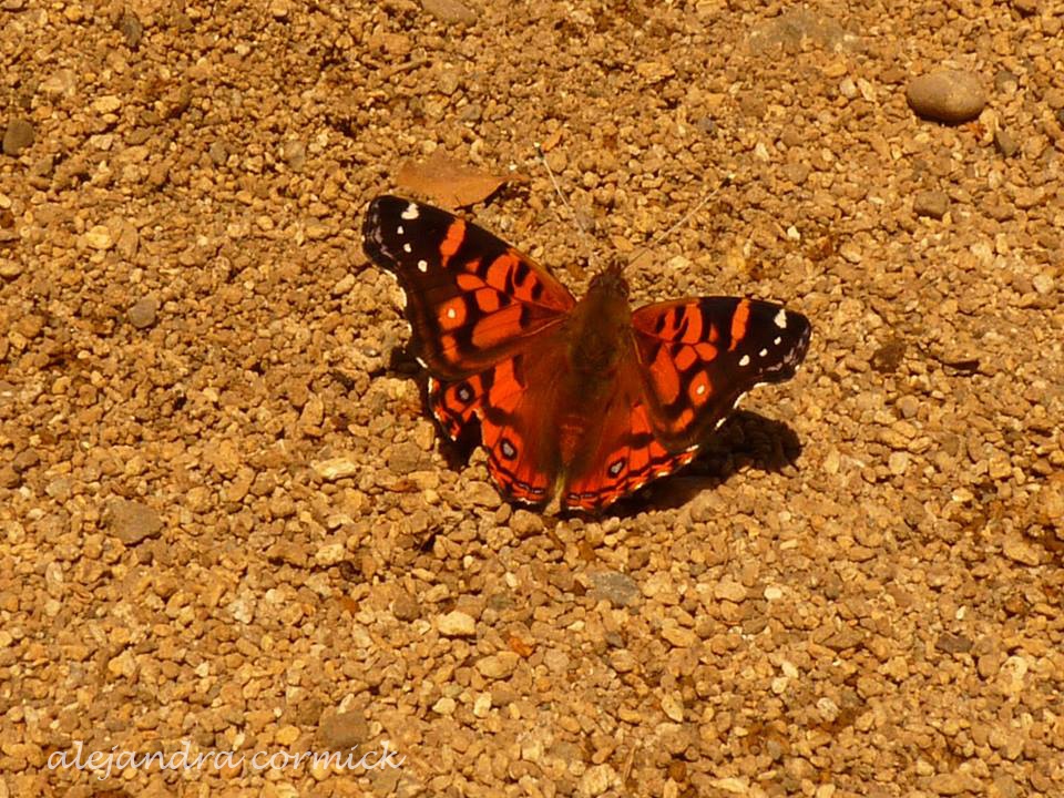 "Mariposa tecnicolor" de Alejandra Cormick