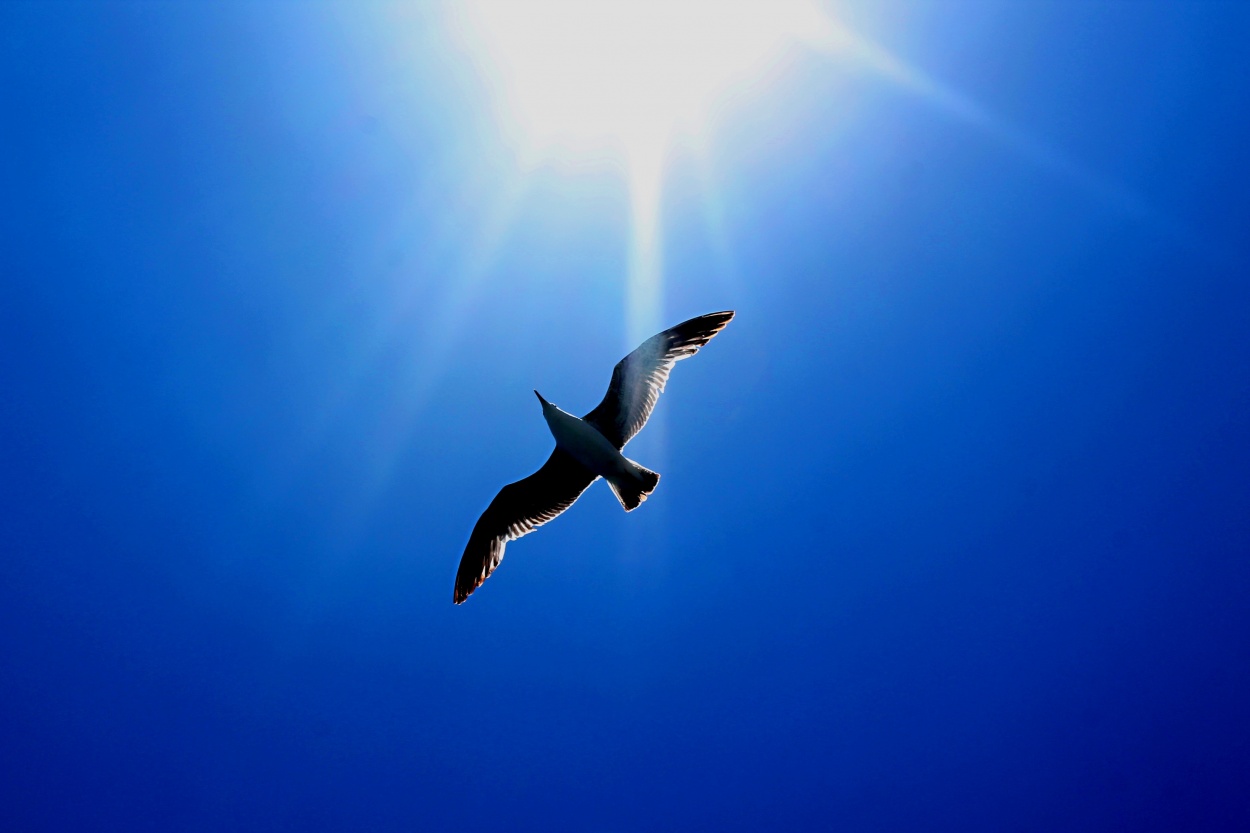 "vuelo radiante" de Guillermo Covelli