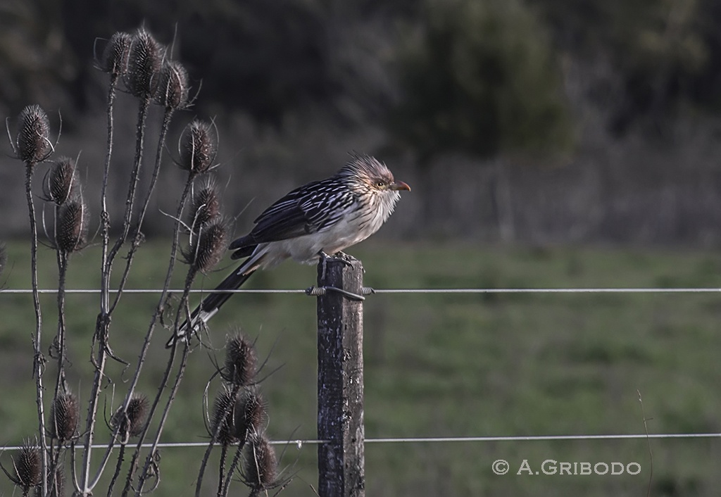 "Pirincho" de Agustn Gribodo