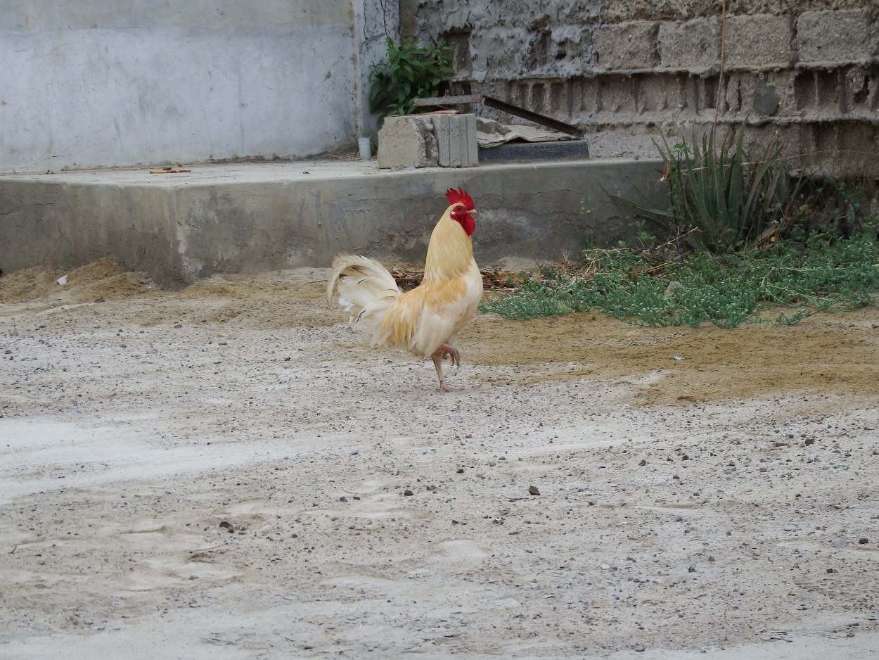 "Gallito de Oro" de Humberto Freire