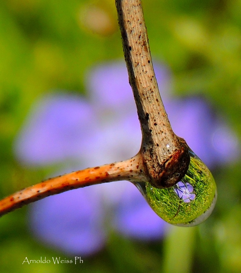 "Violeta" de Weiss Arnoldo Raul