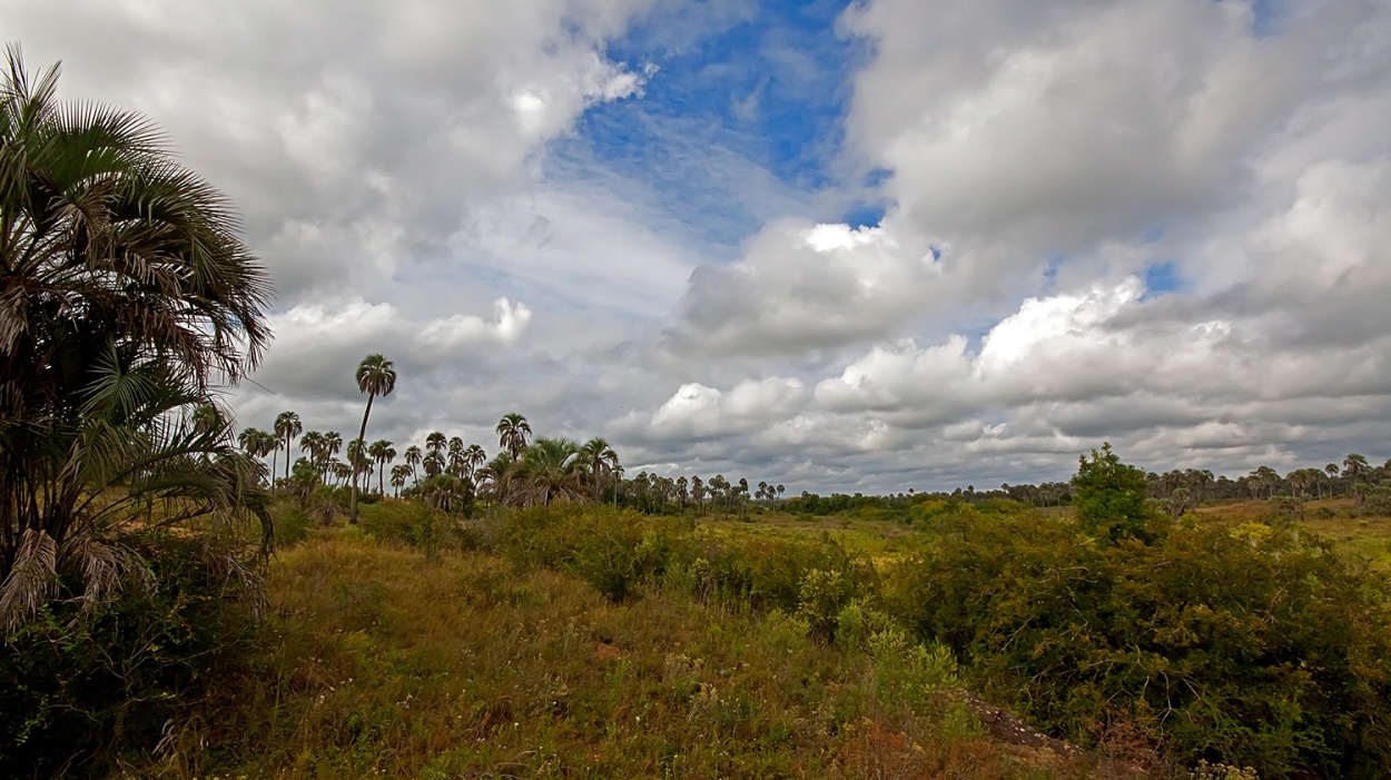 "P.N.El Palmar" de Edith Polverini