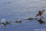 Pasitos en el agua