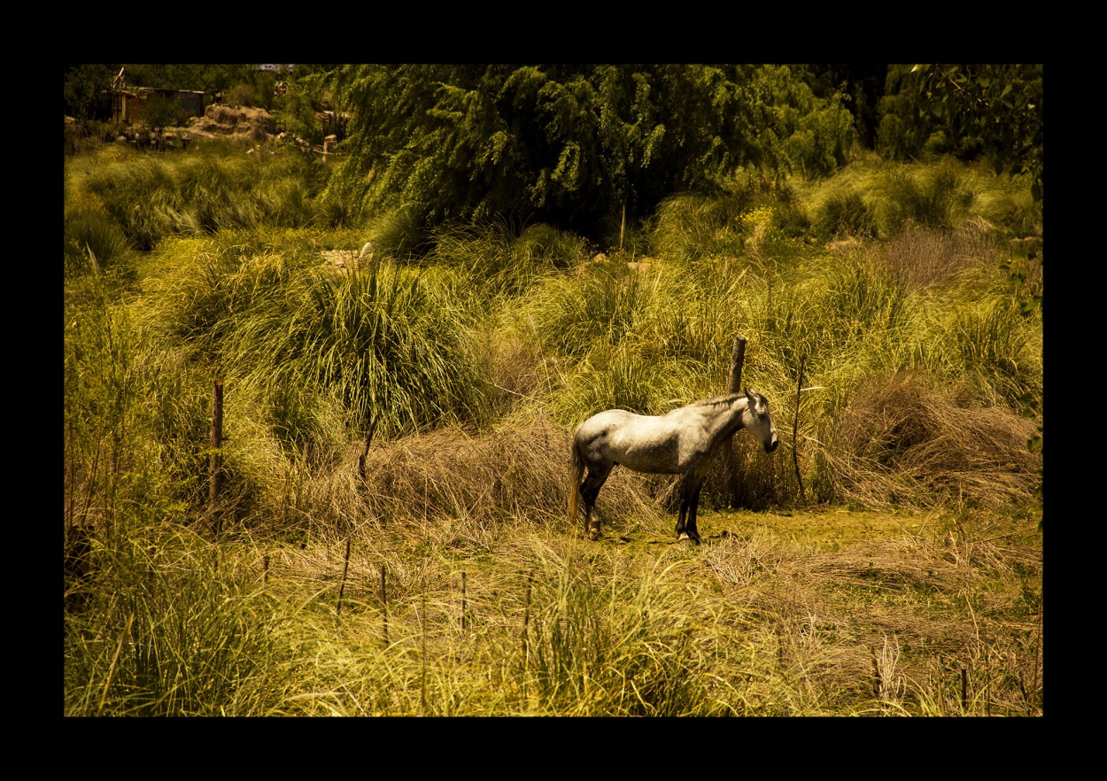 "SOLITARIOOOO!!!" de Maria Eugenia Cailly (euge)