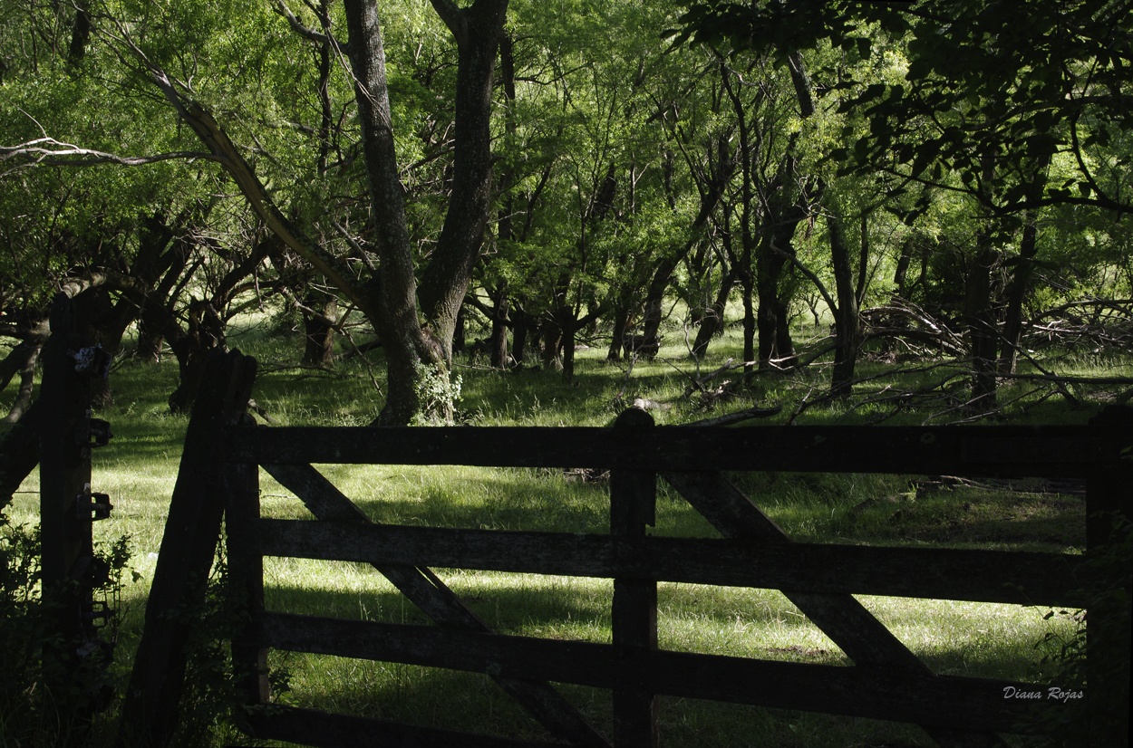 "Al bosquecito" de Diana Rojas