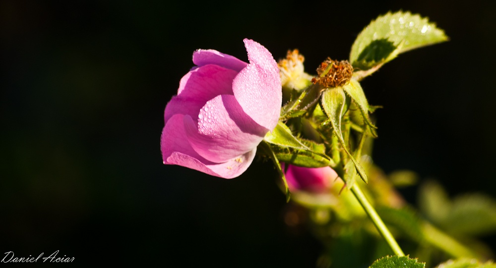 "o quizas simplemente te regale una rosa" de Daniel Aciar